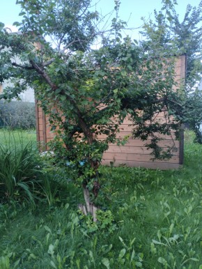 Коллективный сад номер 7, участок 58 в Старом Крыму - staryj-krym.yutvil.ru - фото 28 Коллективный сад номер 7, участок 58 в Старом Крыму - staryj-krym.yutvil.ru - фото 28