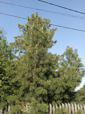 ул. Полынная,29 в Старом Крыму - staryj-krym.yutvil.ru - фото 18 ул. Полынная,29 в Старом Крыму - staryj-krym.yutvil.ru - фото 18